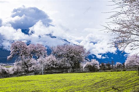 林芝桃花能開多久？說不定多久才成約定俗成的盛事之緣。