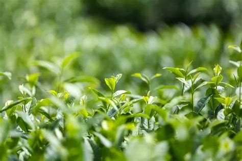 茶山竹海何時繞人心弦，翠影婆娑展佳辰之樂